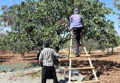 Gaziantep'te 'yeşil altın' hasat ediliyor! Zirai don ve kuraklık vurdu rekolte düşük ama fiyat yüksek