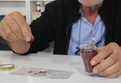 Bahçesine dikeni bir yıl içinde zengin eden bitki: Kilosu 250 bin TL'den resmen kapış kapış gidiyor! Eylül sonuna kadar vakit var