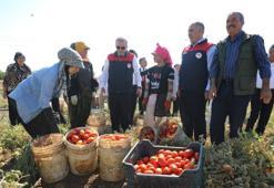 Elazığ'da domates hasadı başladı! Türkiye'de 1. sırada: Hedef 100 bin ton rekolte