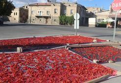 Yüzyıllardır ata tohumuyla üretiyorlar: Her yerde ekiliyor ama Kayseri'de bu mahallede aroması daha farklı