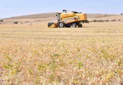 Kars'ta dekar başına 150 kilo ürün verdi: Hasat başladı