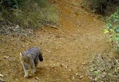 Uludağ'ın saklı dünyası ortaya çıktı! Fotokapanlar o anları kaydetti
