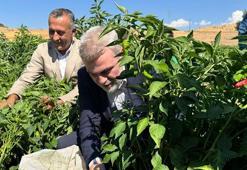 Kırmızı altın için tarlaya girdiler: Coğrafi işaretli Maraş biberi için hasat mesaisi!
