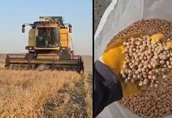 Kars’ta uygulanan yöntem yanıt verdi! Hasat verimli geçiyor