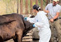 Kastamonu'da ‘şap’ tehlikesi! 69 köye hayvan giriş-çıkışı yasaklandı