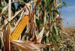 Konya çiftçisini bekleyen sürpriz: Hangi ürünler yasaklandı, hangileri serbest?