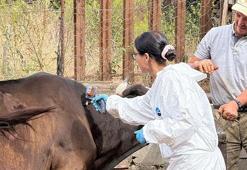 Kastamonu’da şap alarmı: 69 köye hayvan giriş-çıkışı yasaklandı