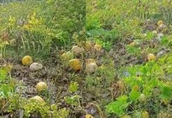 Bir yıllık emeği heba oldu, sosyal medyadan isyan etti!