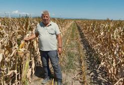 Bursa Karacabey'de çiftçinin morali bozuk! Ne domates, ne mısır ne de karpuz hiç biri tutmadı: Fiyatlar da çok düşük