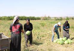 Köyünde yetiştirip pazarda kilosu 10 TL'ye satıyor! Amasyalı Esra'nın karpuzları kapış kapış gidiyor