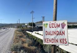 Kabak, üzüm, şeftali, incir... Çiftçi bu yöntemiyle tarlayı pazara çevirdi