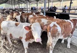 Aşılama çalışmaları tamamlandı! Erzurum'da hayvan pazarları yeniden açıldı