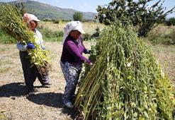 Muğla'da 'Deli Memet' rüzgarıyla özel aroma kazanan üründe hasat başladı! Çin ve Japonya'dan talep patlaması yaşanıyor