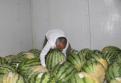Diyarbakır'da de karpuzlar yarışa hazır! Hepsi rekor kırmak için yarışıyorlar