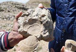 Ilgaz Dağı zirvesinde şaşırtan keşif: Karadeniz'e 90 kilometre uzakta! Bir zamanlar denizin dibindeydi