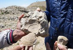 Ilgaz Dağı'nda hayrete düşüren keşif! 2 bin 587 rakımda deniz fosilleri bulundu