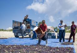 Bu üzüm başka üzüm! Tescilini aldı, değer kazandı