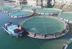 Konya'da 2,5 milyona tesis var! Her yıl milyonlarca üretiliyor: İhale tarihi belli oldu