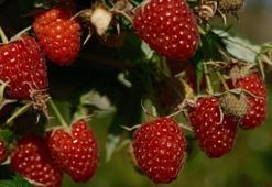 Türkiye'de yıllık 7 bin ton üretiliyor, tamamı Bursa'da çıkıyor! Bir dönümden 1,5 ton elde ediliyor, kilosu 250 TL'ye satılıyor