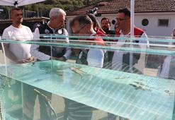 Bolu'da tanıtımı yapıldı en çok Elazığ'da üretiliyor! Kilosu 1000 avroya satılıyor; bu balığı besleyen zengin olur