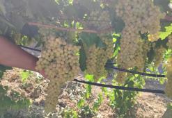 Denizli’de İsabey üzümü hasadı başladı: Üreticinin yüzü gülüyor