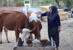 Yozgatlı aile devlet hibesiyle inek sahibi oldu! Bir yılın sonunda hayvan sayısını 6'ya çıkardı