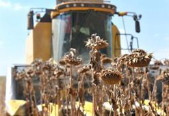 Türkiye'nin en büyük tarım işletmesinde hasat başladı!