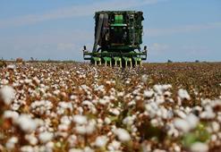 Adanalı üretici Çukurova'nın incisi 'beyaz altın'dan vazgeçti! Destek ödemeleri de kar etmedi, sadece boş kalan alanlara ekildi