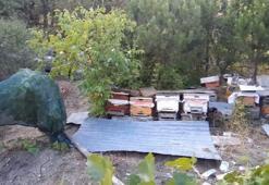 Bolu'da kabus sürüyor: Düzenekle ayı kovalıyorlar