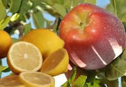 Bakanlık duyurdu! Limon ve elma için fiyat istikrarı kararı