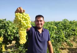 Coğrafi işaretli İsabey çekirdeksiz üzümünde hasat başladı