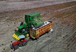 Tarımın başkentinde beyaz altın hasadı başladı! Kilogram başına maliyeti 31 lira