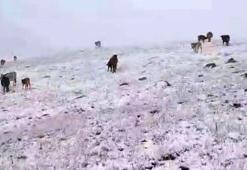 Erzurum'a yılın ilk karı yağdı! Bir anda bastırdı, her yer bembeyaz oldu