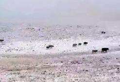 Erzurum'a yılın ilk karı yağdı! Bir anda bastırdı, her yer bembeyaz oldu