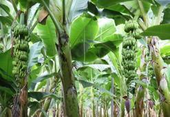 Antalya'da üretim 4 katına çıktı! 12 ay hasat ediliyor: 45 liradan satılıyor