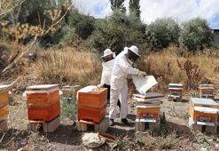 Sivas'ta emekli profesör ve 5 arkadaş köye dönüp bal üretimine başladı! Köy ekonomisini canlandırıyorlar