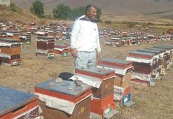 Tüm emekler bir gecede yok oluyor! Erzurumlu arı üreticilerinin ayı kabusu