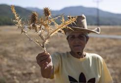 Tunceli'de köylüler dikenli bitkiden para kazanıyor! Kilosunu 5 bin TL'den satıyorlar