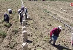 Afyonkarahisar'da kışlık patates hasadı başladı! Üreticinin yüzü gülüyor