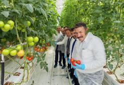 OSB'de ilk hasat! Zonguldak'ta gerçekleştirildi: Bölgede ilk kez yapılıyor