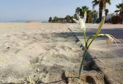 Yıllar sonra Kuşadası'nda görüldü! 90'lı yılların efsanesiydi