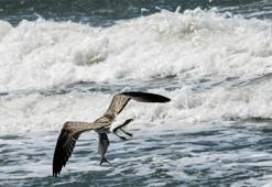 Hatay'da muhteşem manzara: 315 kuş türü göç yolunda Milleyha'yı cennete çevirdi!