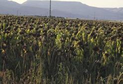 Kayseri'de ayçiçeği hasadı başladı! Rekolte düştü, fiyatlar yükseliyor
