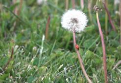 İnülin içeren besinler hangileri?