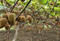 Fisetin içeren besinler hangileri? Fisetin açısından zengin gıdalar