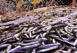 Trabzon'da hamsi tezgaha erken indi! Kilosu 100 liradan satılıyor