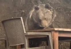 Kızılcahamam'da lokantaya giren ayı masaya oturup servis bekledi! O anlar kaydedildi