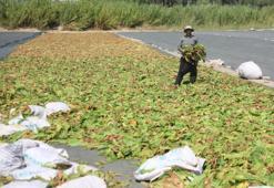 Hatay'da araziler rengarenk oldu! Tütün hasadı devam ediyor