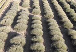 Burdur'da yağmur suyuyla yetişen üründe hasat devam ediyor! Eskiden ithal edilen yağ artık ihraç ediliyor