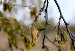 Zirai dondan zarar gören çiftçilere ödeme yapılacak: 65 ilde, 16 ürün için destek verilecek